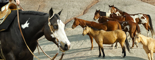 Western a rodeo v ČR - Westerňáci.cz
